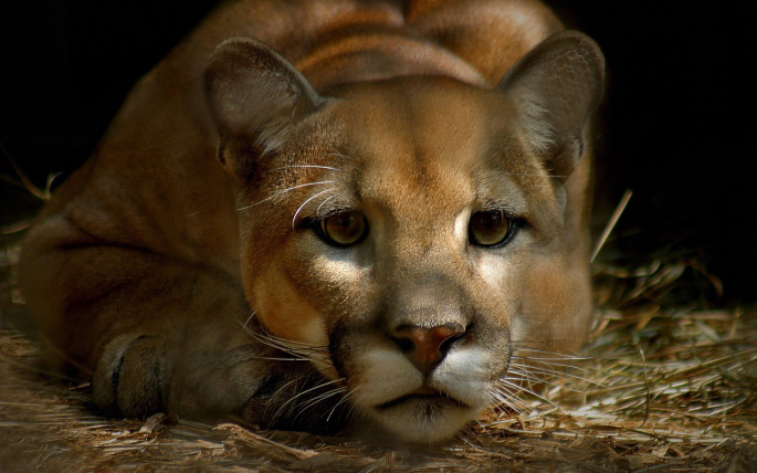 Cougars on the Cliff