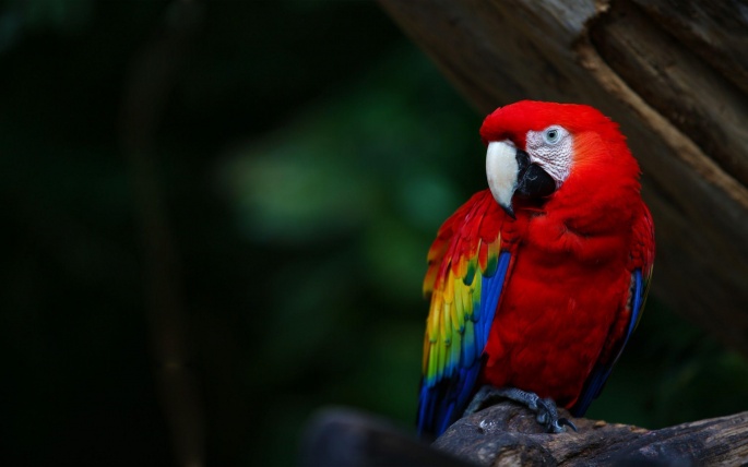 Parrot Macaw (92 wallpapers)