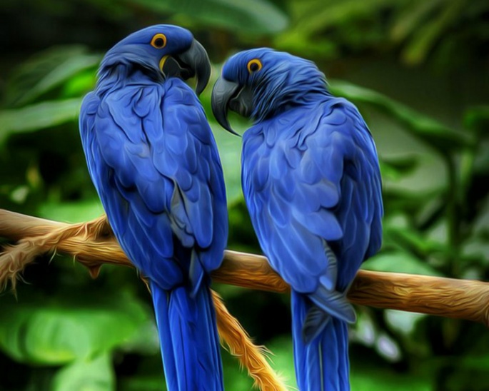 macaw parrot bird color beak hd background iPhone Wallpapers Free Download