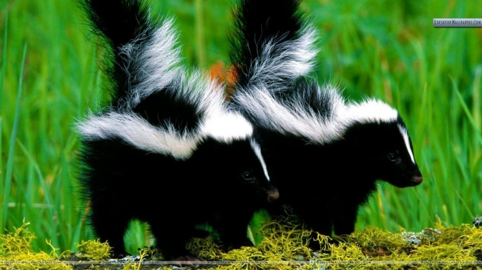 Skunks (48 wallpapers)