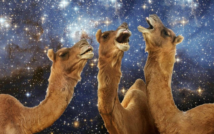 Funny Camel Wallpaper (46 wallpapers)