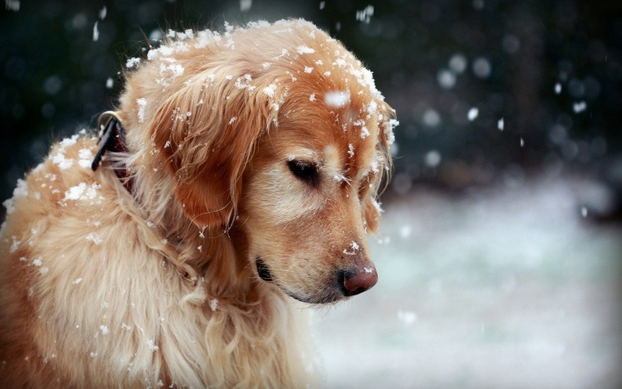 Собаки и зима (47 обоев)