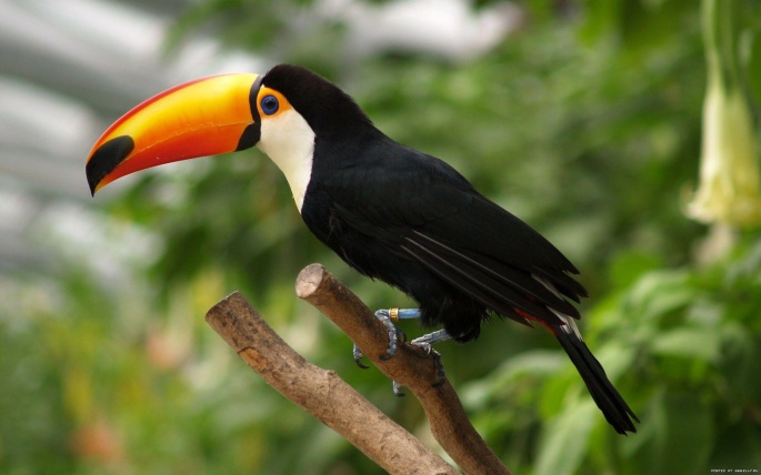 Toucan (40 wallpapers)