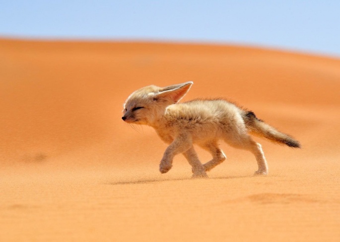 Fennec fox (52 wallpapers)