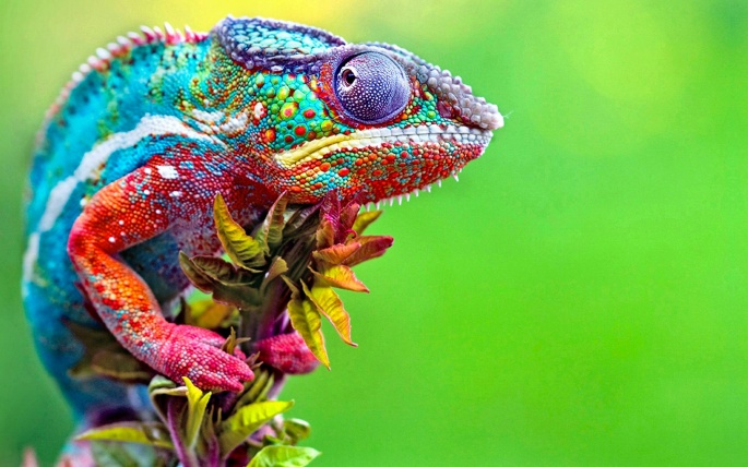 Chameleons in nature (50 wallpapers)