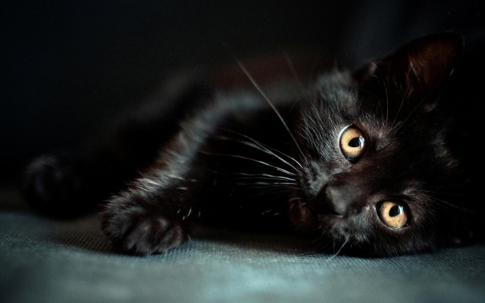 Black cats (55 wallpapers)