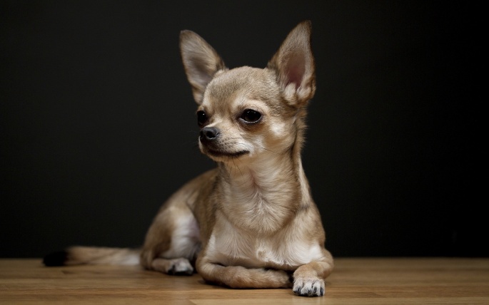 Chihuahua (78 wallpapers)