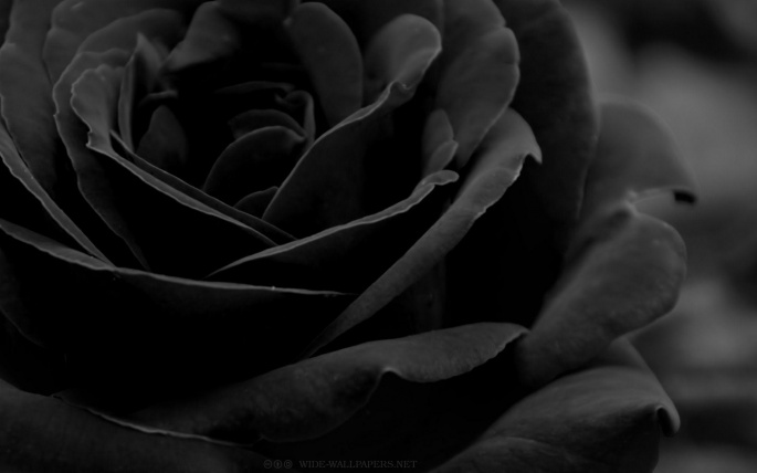 Black rose (49 wallpapers)