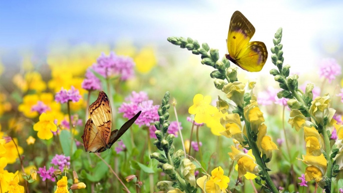 Butterfly Garden (40 wallpapers)