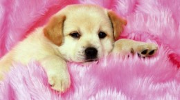 Cute puppies (61 wallpapers)