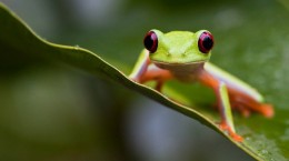 Frogs (70 wallpapers)