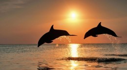 Дельфины (56 обоев)