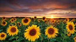 Sunflowers (34 wallpapers)