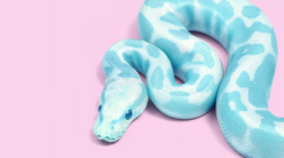 Snakes (39 wallpapers)