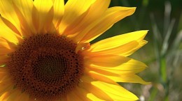 Flowers. Sunflowers. Solar circle, the sky around (100 wallpapers)