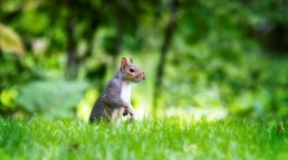 Squirrels 4 (60 wallpapers)