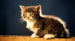 Cats. Sunny kittens (70 wallpapers)