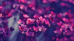 Hipster flowers (70 wallpapers)