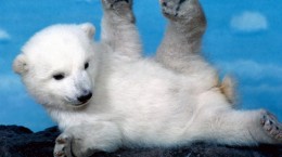 Полярный медведь. Polar Bear (60 обоев)