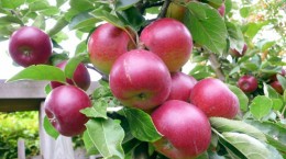 Яблука - Apple 2 (70 шпалер)