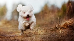 50 wonderful photo wallpapers with dogs (50 wallpapers)