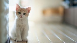 White cats (59 wallpapers)
