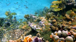 Кораловий риф (50 шпалер)