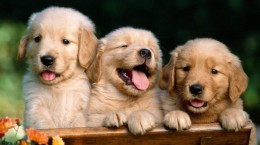 Dogs (63 wallpapers)