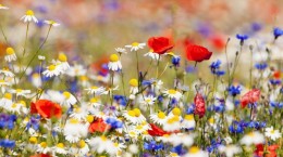 Red, white and blue flowers (53 wallpapers)