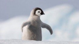 Маленькі пінгвіни (46 шпалер)