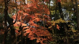 Осінь у Кіото (43 шпалер)