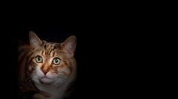 Cats. Cats (565 wallpapers)