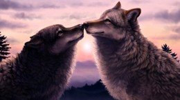 Wolves love (22 wallpapers)
