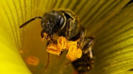 Бджоли (71 шпалер)