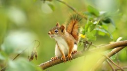 Squirrels (79 wallpapers)