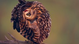 Owl (85 wallpapers)