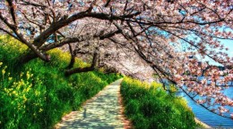 Spring nature (50 wallpapers)