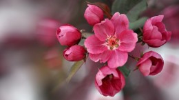 Flowers. Aroma of spring (50 wallpapers)