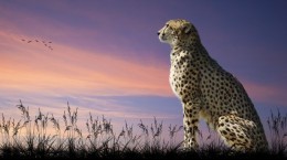 Cheetahs (62 wallpapers)