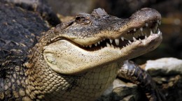 Алігатори та крокодили (71 шпалер)