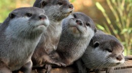 Otters, wallpaper with them (43 wallpapers)