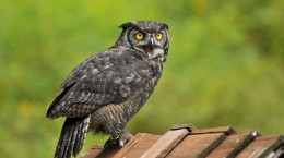 Owls 2 (55 wallpapers)