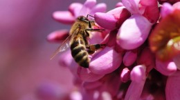Пчелы 2 (76 обоев)