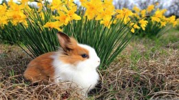 Милые животные и весна (71 обоев)