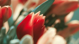 Цветы. Фанфан - тюльпан (50 обоев)