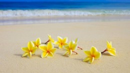 Пляжні квіткові шпалери (49 шпалер)