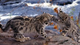 Leopards 3 (57 wallpapers)