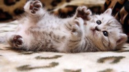 Cute cats (43 wallpapers)