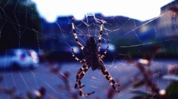 Spiders. Spiders (46 wallpapers)