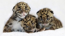 Leopards 2 (56 wallpapers)